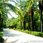 Растительный мир Абхазии