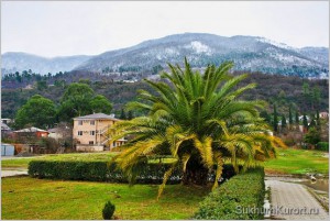 Зима в Абхазии - это пальмы и снег